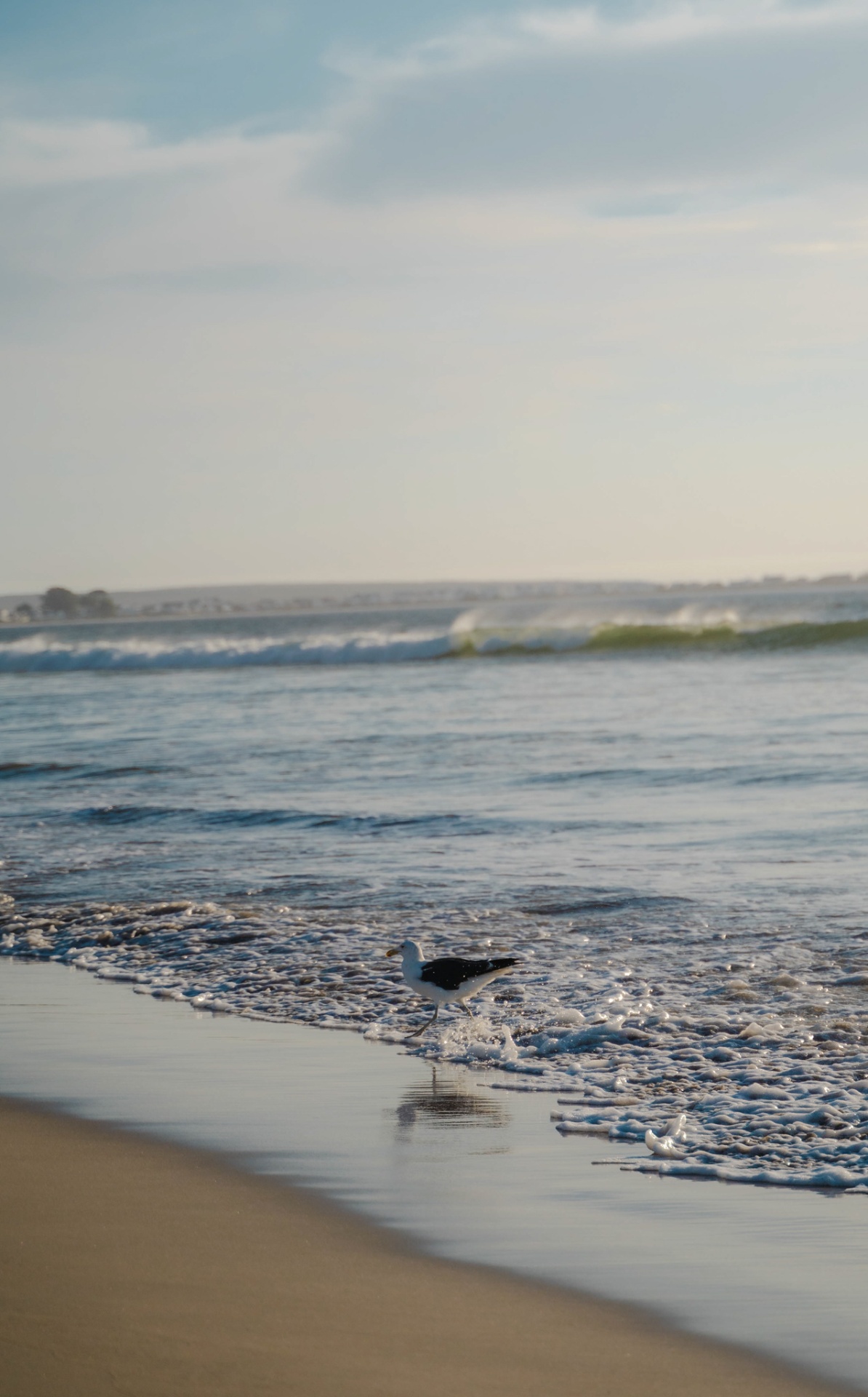 A seagull walking along the shoreline at first light